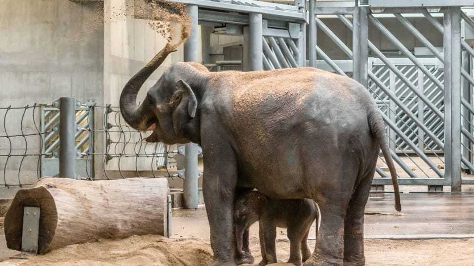 Další slůně v pražské ZOO - radostná událost v pražském sloninci
